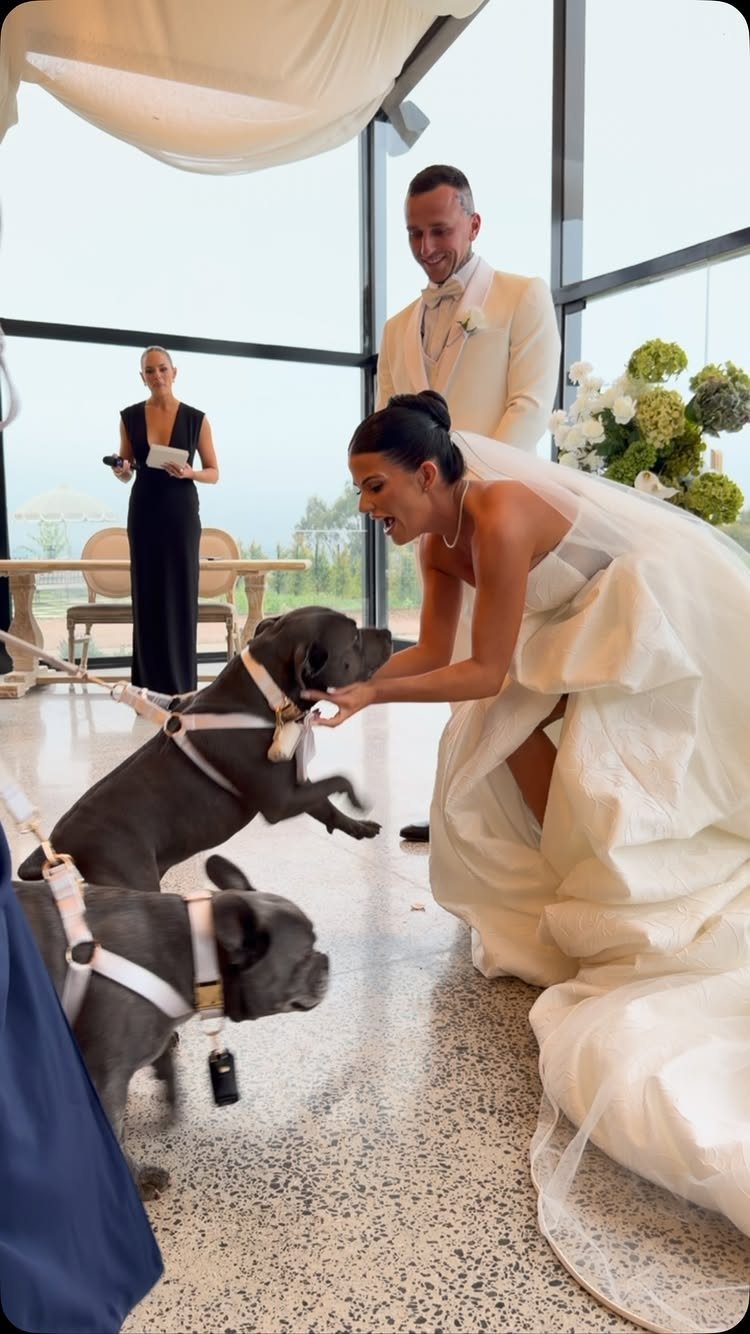 Bride and groom interacting with two grey dogs during their wedding celebration.
