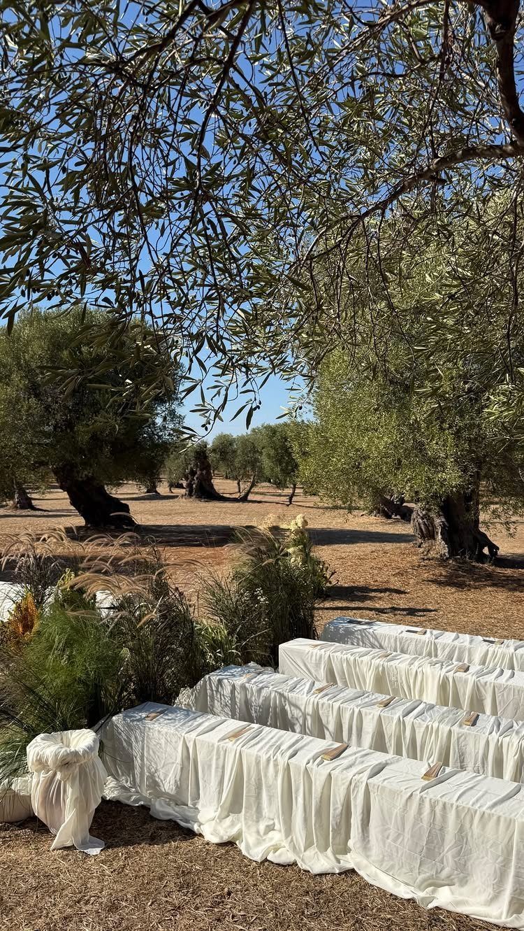 White fabric draped over wooden benches in an outdoor olive grove wedding ceremony.